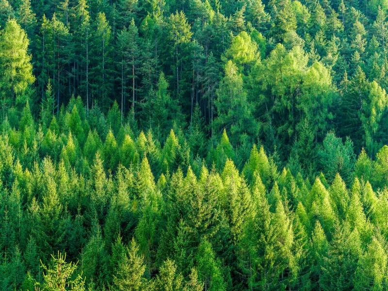 An aerial view of a thick, lush, green, healthy forest